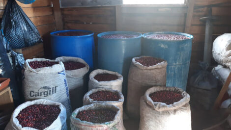 picked coffee berries in sacks and barrels